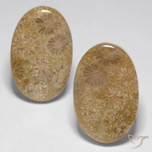 Shop natural 23.14ct マルチカラー 化石サンゴ gems, 楕円形, from インドネシア at GemSelect. In stock, global shipping!