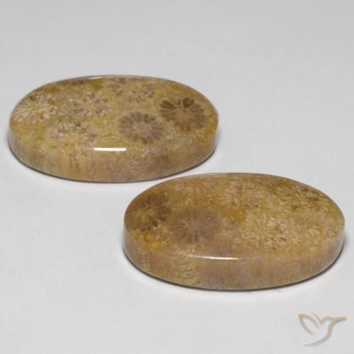 Shop natural 23.14ct マルチカラー 化石サンゴ gems, 楕円形, from インドネシア at GemSelect. In stock, global shipping!