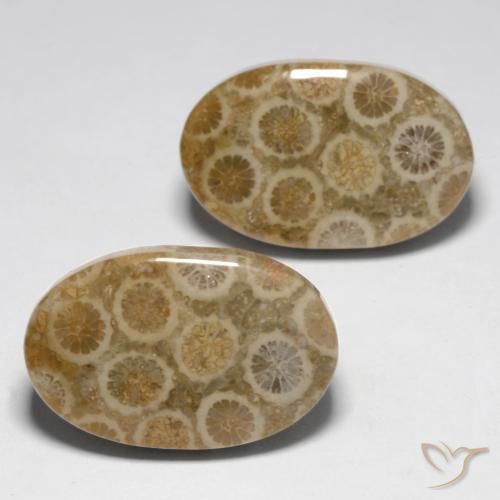 Shop natural 23.45ct マルチカラー 化石サンゴ gems, 楕円形, from インドネシア at GemSelect. In stock, global shipping!