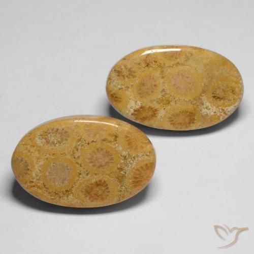 Shop natural 28.19ct マルチカラー 化石サンゴ gems, 楕円形, from インドネシア at GemSelect. In stock, global shipping!