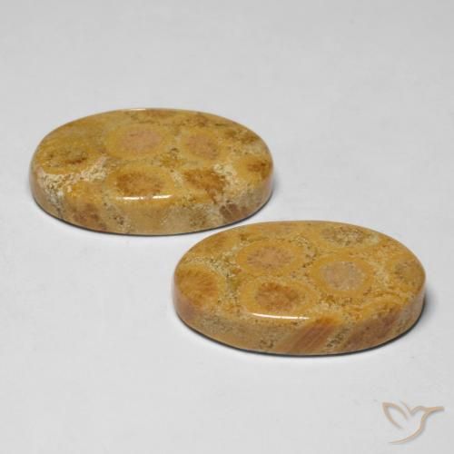 Shop natural 28.19ct マルチカラー 化石サンゴ gems, 楕円形, from インドネシア at GemSelect. In stock, global shipping!