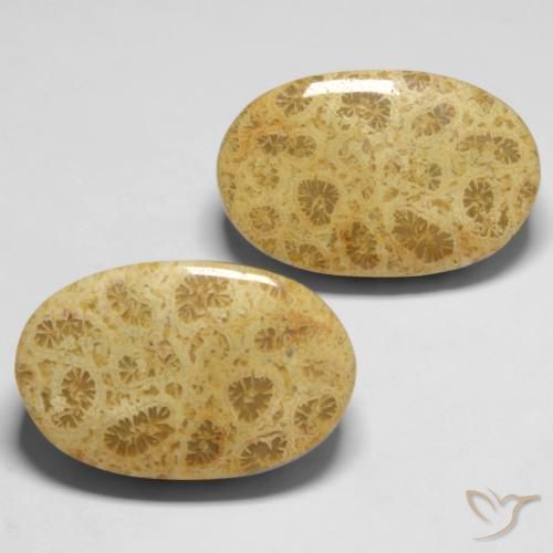 Shop natural 27.37ct マルチカラー 化石サンゴ gems, 楕円形, from インドネシア at GemSelect. In stock, global shipping!
