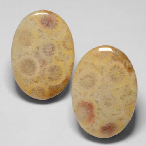 25.71カラットの天然マルチカラー化石サンゴ（19.8×13.9 mm・オーバルカット）