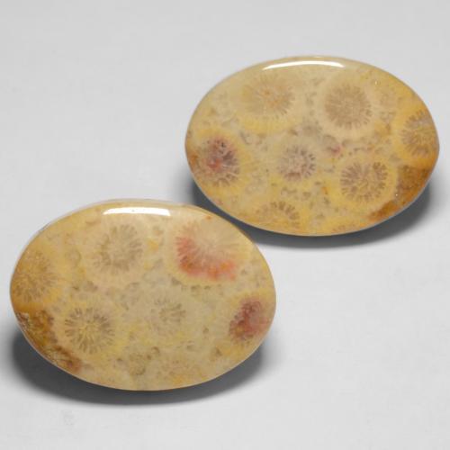 25.71カラットの天然マルチカラー化石サンゴ（19.8×13.9 mm・オーバルカット）