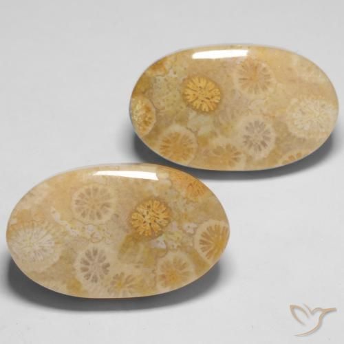 Shop natural 29.05ct マルチカラー 化石サンゴ gems, 楕円形, from インドネシア at GemSelect. In stock, global shipping!