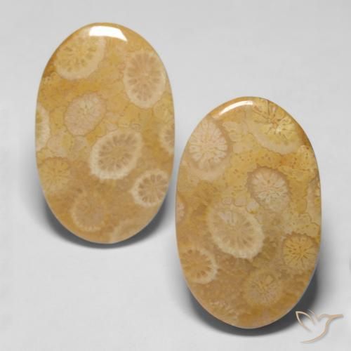 Shop natural 20.47ct マルチカラー 化石サンゴ gems, 楕円形, from インドネシア at GemSelect. In stock, global shipping!