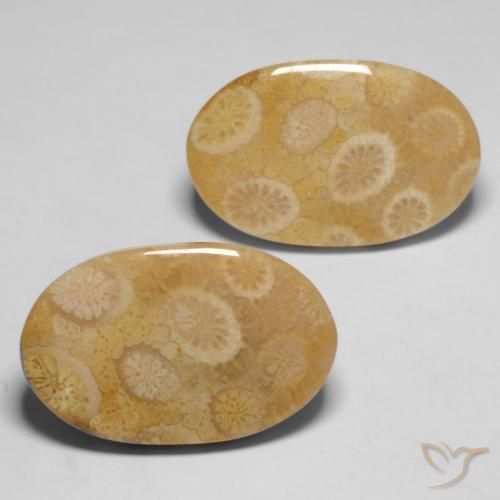 Shop natural 20.47ct マルチカラー 化石サンゴ gems, 楕円形, from インドネシア at GemSelect. In stock, global shipping!