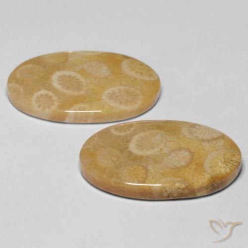 Shop natural 20.47ct マルチカラー 化石サンゴ gems, 楕円形, from インドネシア at GemSelect. In stock, global shipping!