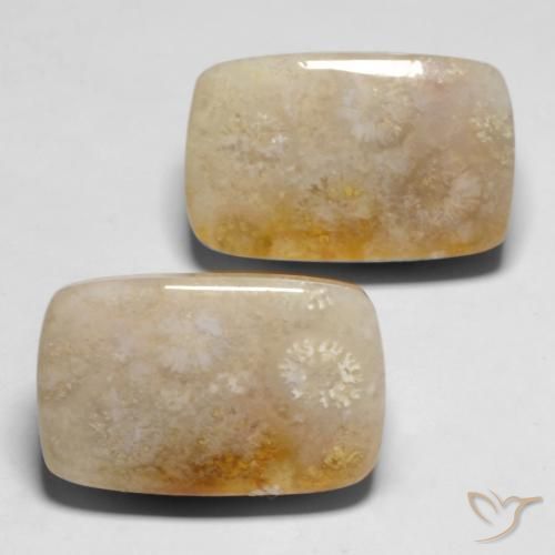 Shop natural 29.43ct マルチカラー 化石サンゴ gems, クッション, from インドネシア at GemSelect. In stock, global shipping!