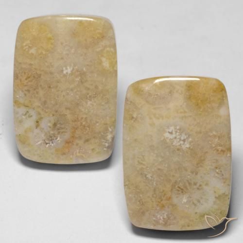 Shop natural 30.53ct マルチカラー 化石サンゴ gems, クッション, from インドネシア at GemSelect. In stock, global shipping!