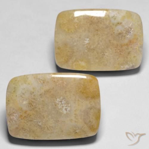 Shop natural 30.53ct マルチカラー 化石サンゴ gems, クッション, from インドネシア at GemSelect. In stock, global shipping!