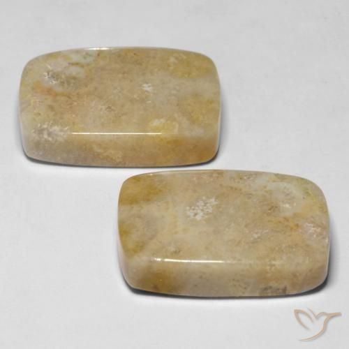 Shop natural 30.53ct マルチカラー 化石サンゴ gems, クッション, from インドネシア at GemSelect. In stock, global shipping!