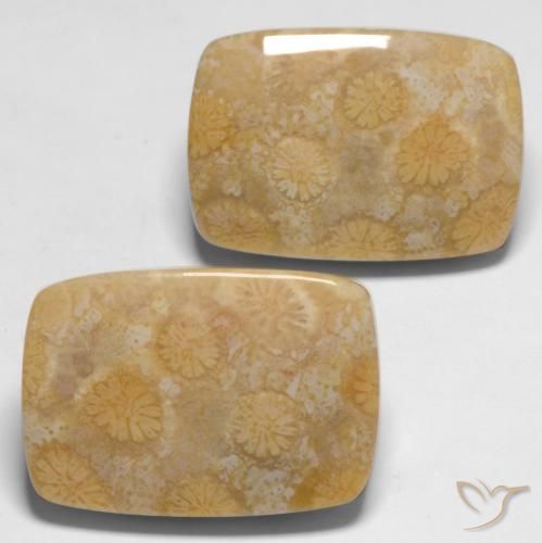 Shop natural 28.65ct マルチカラー 化石サンゴ gems, クッション, from インドネシア at GemSelect. In stock, global shipping!