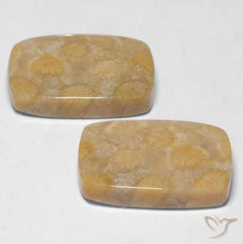 Shop natural 28.65ct マルチカラー 化石サンゴ gems, クッション, from インドネシア at GemSelect. In stock, global shipping!