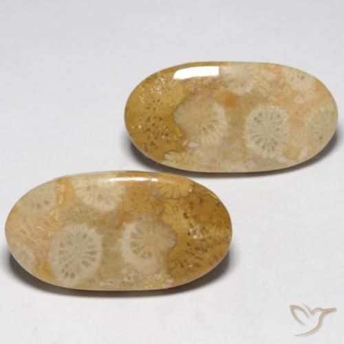 Shop natural 19.32ct マルチカラー 化石サンゴ gems, 楕円形, from インドネシア at GemSelect. In stock, global shipping!