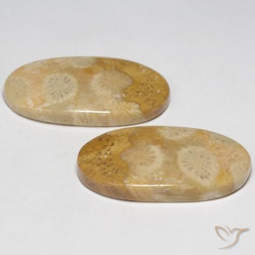 Shop natural 19.32ct マルチカラー 化石サンゴ gems, 楕円形, from インドネシア at GemSelect. In stock, global shipping!