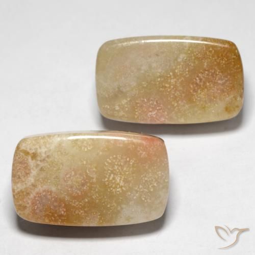 Shop natural 28.47ct マルチカラー 化石サンゴ gems, クッション, from インドネシア at GemSelect. In stock, global shipping!