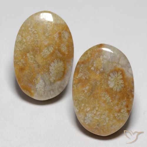 Shop natural 23.76ct マルチカラー 化石サンゴ gems, 楕円形, from インドネシア at GemSelect. In stock, global shipping!