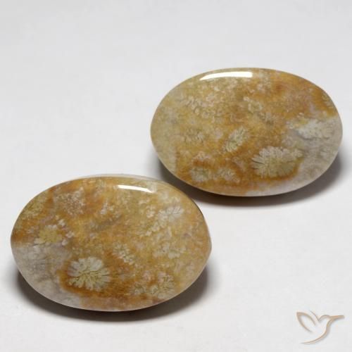 Shop natural 23.76ct マルチカラー 化石サンゴ gems, 楕円形, from インドネシア at GemSelect. In stock, global shipping!