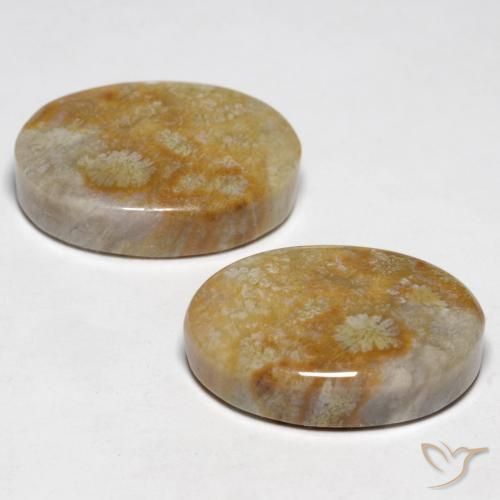Shop natural 23.76ct マルチカラー 化石サンゴ gems, 楕円形, from インドネシア at GemSelect. In stock, global shipping!