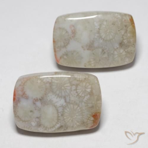Shop natural 23.76ct マルチカラー 化石サンゴ gems, クッション, from インドネシア at GemSelect. In stock, global shipping!