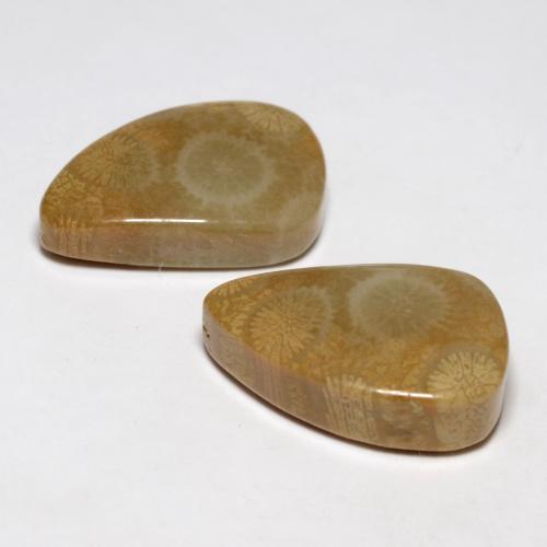 自然派の商品を探す 21.03ct マルチカラー 化石サンゴ 宝石, ファンシーシェイプ, インドネシア からGemSelectで. 在庫あり、世界各国へ発送!