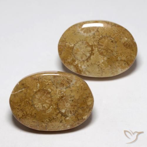 Shop natural 26.93ct マルチカラー 化石サンゴ gems, 楕円形, from インドネシア at GemSelect. In stock, global shipping!