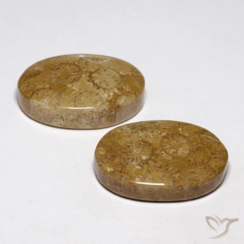 Shop natural 26.93ct マルチカラー 化石サンゴ gems, 楕円形, from インドネシア at GemSelect. In stock, global shipping!