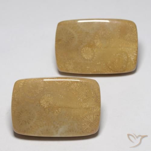 Shop natural 35.13ct マルチカラー 化石サンゴ gems, クッション, from インドネシア at GemSelect. In stock, global shipping!