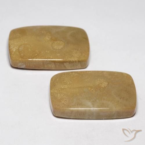 Shop natural 35.13ct マルチカラー 化石サンゴ gems, クッション, from インドネシア at GemSelect. In stock, global shipping!