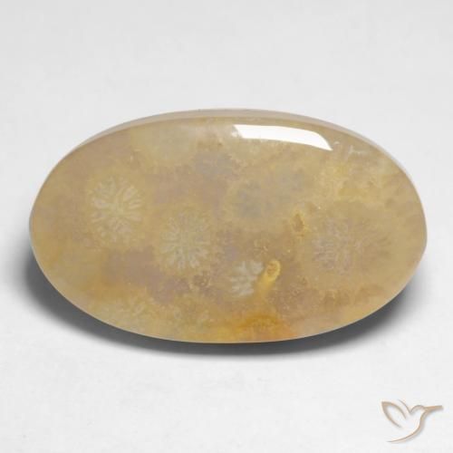 10.66ct 天然 マルチカラー 化石サンゴ, 楕円形, オペーク