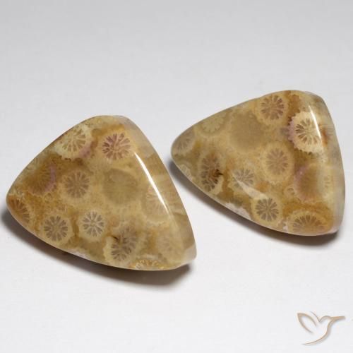 Shop natural 34.79ct マルチカラー 化石サンゴ gems, ファンシー, from インドネシア at GemSelect. In stock, global shipping!