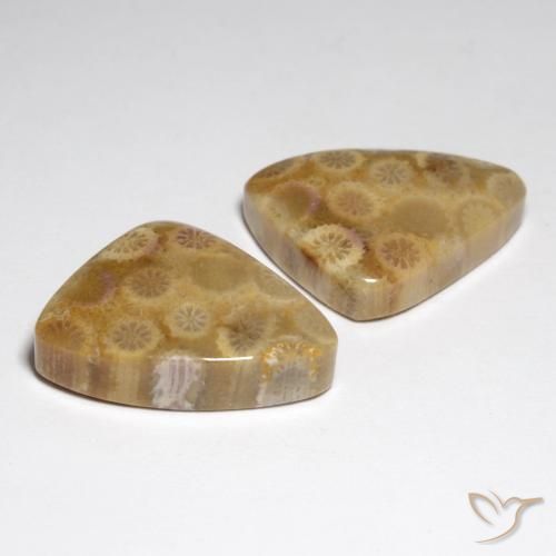 Shop natural 34.79ct マルチカラー 化石サンゴ gems, ファンシー, from インドネシア at GemSelect. In stock, global shipping!