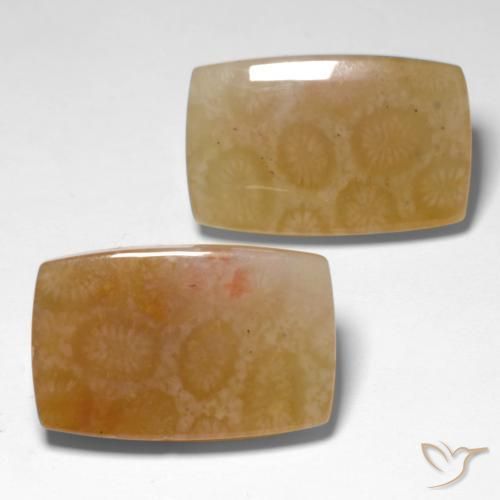 Shop natural 31.00ct マルチカラー 化石サンゴ gems, クッション, from インドネシア at GemSelect. In stock, global shipping!