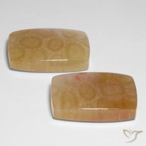 Shop natural 31.00ct マルチカラー 化石サンゴ gems, クッション, from インドネシア at GemSelect. In stock, global shipping!