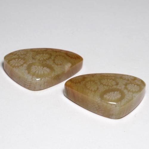 24.76カラットの天然マルチカラー化石サンゴ（21.4×12.6 mm・ファンシーシェイプ）