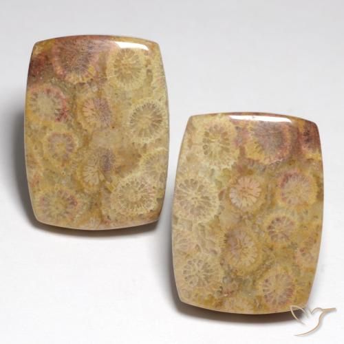 自然派の商品を探す 36.05ct マルチカラー 化石サンゴ 宝石, クッションカット, インドネシア からGemSelectで. 在庫あり、世界各国へ発送!