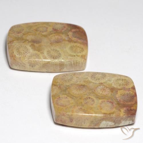 自然派の商品を探す 36.05ct マルチカラー 化石サンゴ 宝石, クッションカット, インドネシア からGemSelectで. 在庫あり、世界各国へ発送!