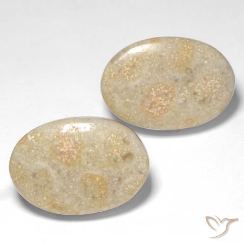 Shop natural 22.68ct マルチカラー 化石サンゴ gems, 楕円形, from インドネシア at GemSelect. In stock, global shipping!