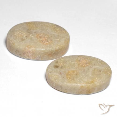 Shop natural 22.68ct マルチカラー 化石サンゴ gems, 楕円形, from インドネシア at GemSelect. In stock, global shipping!