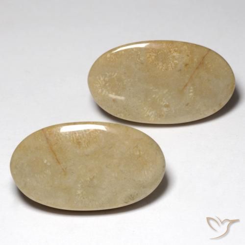 Shop natural 27.57ct マルチカラー 化石サンゴ gems, 楕円形, from インドネシア at GemSelect. In stock, global shipping!