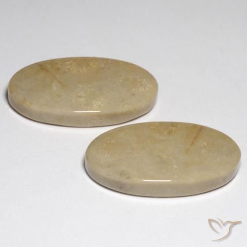Shop natural 27.57ct マルチカラー 化石サンゴ gems, 楕円形, from インドネシア at GemSelect. In stock, global shipping!
