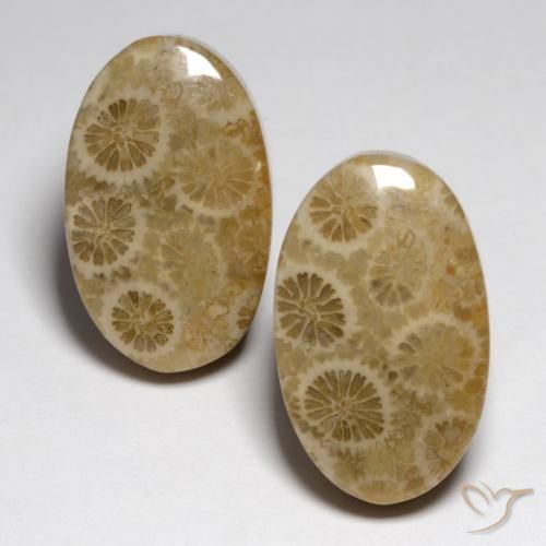 Shop natural 23.24ct マルチカラー 化石サンゴ gems, 楕円形, from インドネシア at GemSelect. In stock, global shipping!