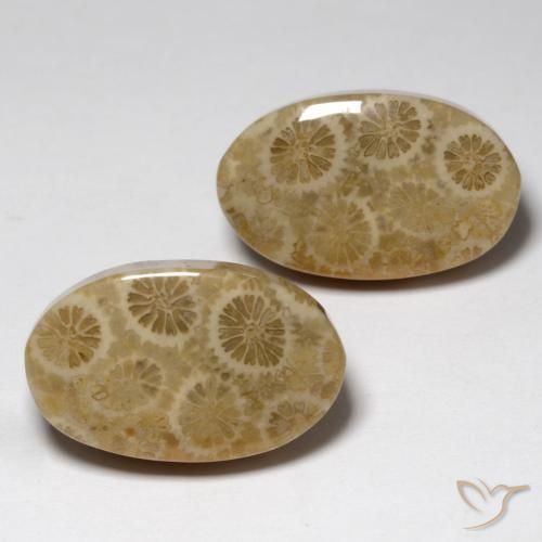 Shop natural 23.24ct マルチカラー 化石サンゴ gems, 楕円形, from インドネシア at GemSelect. In stock, global shipping!
