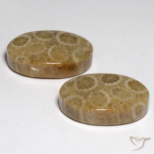 Shop natural 23.24ct マルチカラー 化石サンゴ gems, 楕円形, from インドネシア at GemSelect. In stock, global shipping!