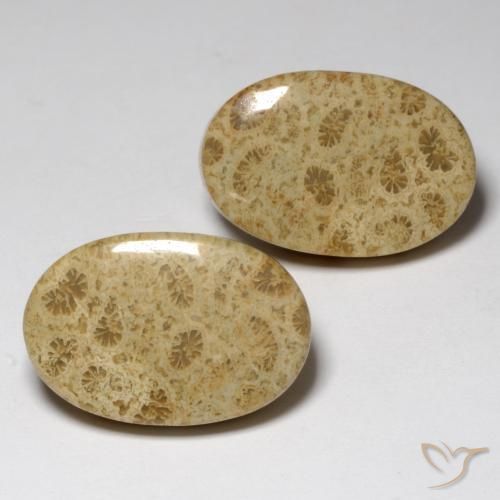 Shop natural 23.80ct マルチカラー 化石サンゴ gems, 楕円形, from インドネシア at GemSelect. In stock, global shipping!