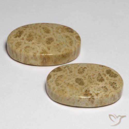 Shop natural 23.80ct マルチカラー 化石サンゴ gems, 楕円形, from インドネシア at GemSelect. In stock, global shipping!