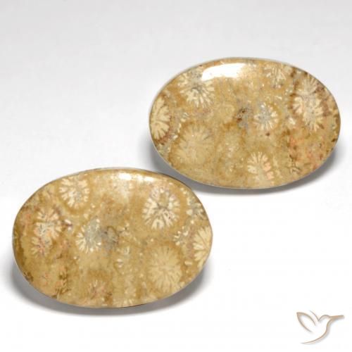 Shop natural 25.82ct マルチカラー 化石サンゴ gems, 楕円形, from インドネシア at GemSelect. In stock, global shipping!