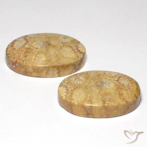 Shop natural 25.82ct マルチカラー 化石サンゴ gems, 楕円形, from インドネシア at GemSelect. In stock, global shipping!