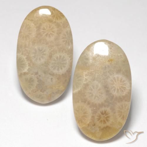 Shop natural 21.21ct マルチカラー 化石サンゴ gems, 楕円形, from インドネシア at GemSelect. In stock, global shipping!
